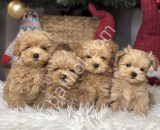 Maltipoo bebeklerim