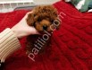 Denizli Toy Poodle Yavru