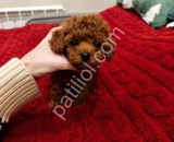 Denizli Toy Poodle Yavru