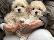 Show Kalite Maltipoo Yavrularım