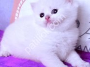 Safkan Beyaz British Shorthair Yavru Kedi Yeni Yuvasını Arıyor