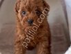 Ruhsatlı İşletmemizden Safkan Toy Poodle Yavruları