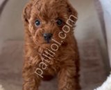 Ruhsatlı İşletmemizden Safkan Toy Poodle Yavruları