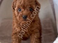 Ruhsatlı İşletmemizden Safkan Toy Poodle Yavruları