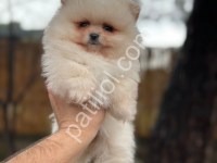 Sağlık Ve Irk Garantili Pomeranian Yavrularımız