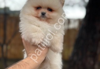 Sağlık ve ırk garantili pomeranian yavrularımız