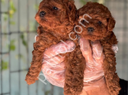 TOY POODLE YAVRULARIMIZ