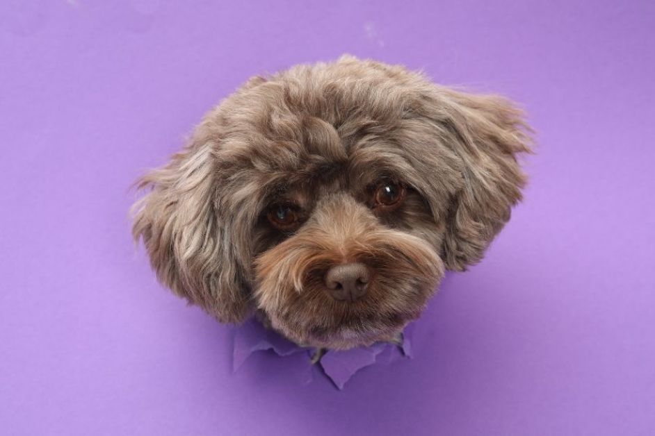 Maltipoo Hakkında Herşey