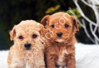 MALTİPOO CİNSİ YAVRULAR EV ÜRETİMİ