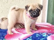 PUG MOPS YAVRULAR EV ÜRETİMİ