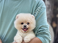 Irk Ve Sağlık Garantili Pomeranian Yavrular