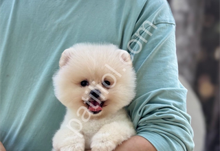 Irk ve sağlık garantili Pomeranian yavrular