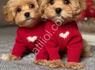 Satılık Maltipoo Yavru Köpek İlanı