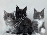 Dev Maine Coon Yavrular