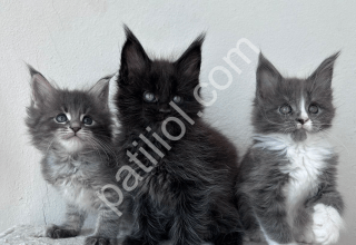 dev maine coon yavrular