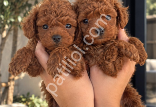 KALİTELİ TOY POODLE YAVRULARI