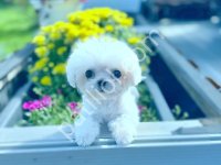 Maltese Terrier Cinsi Yavrular
