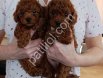 Antalya Satılık Toy Poodle Yavru – Türkiye’nin 81 İline Gönderim
