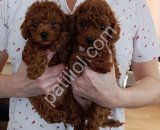Antalya Satılık Toy Poodle Yavru – Türkiye’nin 81 İline Gönderim