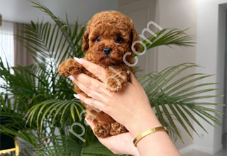 Safkan eğitimli toy poodle yavrularım