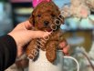 TOY POODLE SEVİMLİ YAVRULAR