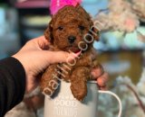 TOY POODLE SEVİMLİ YAVRULAR