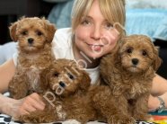 TOY POODLE SEVİMLİ YAVRULAR