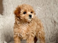 81 ile gönderim yapılır Maltipoo yavrular
