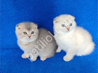 Scottish Fold Yavrular Teslime Hazırdır