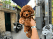 Show Kalite Toy Poodle Yavruları
