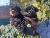 0 Yorkshire Terrier Yavruları Mama Ve Malzeme