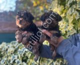 0 Yorkshire Terrier Yavruları Mama Ve Malzeme