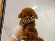 RESMİ İŞLETMEDEN KORE TOYPOODLE YAVRULARI