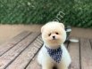 Ayıcık Surat Pomeranian Boo Yavrusu