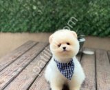 Ayıcık Surat Pomeranian Boo Yavrusu