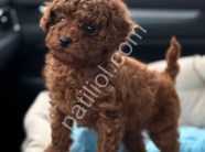 A Kalite Toy Poodle Yavrular