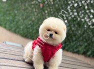 POMERRİAN boo yavrular