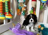 Safkan cavalier king charles yavrularım