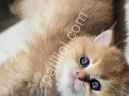top kafa golden british shorthair yavrularım