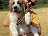 Bethowen Saint Bernard Yavrular