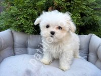 Maltese Terrier Cinsi Yavrular