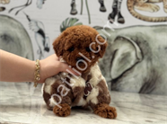 Satılık Toy Poodle Yavru Köpek