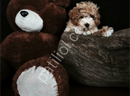 POODLE TADINDA MALTİPO YAVRULAR