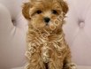 MALTİPOO CİNSİ YAVRULAR EV ÜRETİMİ