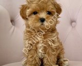 MALTİPOO CİNSİ YAVRULAR EV ÜRETİMİ