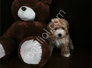 POODLE TADINDA MALTİPO YAVRULAR