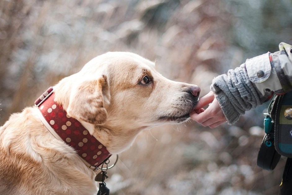 Köpek Sağlığı ve Aşı Takvimi