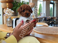 Kore Toy Poodle Yavrular