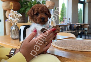 Kore toy poodle yavrular
