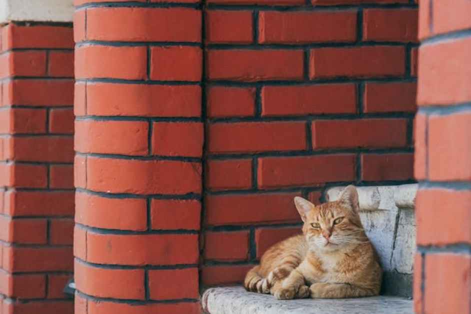 Kedinizle Seyahate Çıkarken Bilmeniz Gerekenler